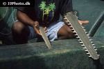 pristis pristis pristis pristis