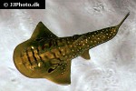 rhina ancylostoma rhina ancylostoma