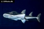 rhina ancylostoma rhina ancylostoma