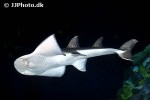 rhina ancylostoma rhina ancylostoma
