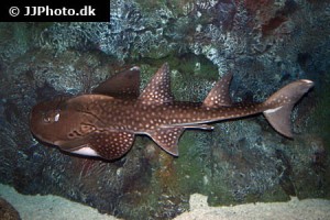 Guitarfish / Sawfish