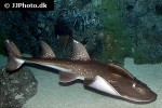 rhina ancylostoma rhina ancylostoma