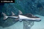 rhina ancylostoma rhina ancylostoma