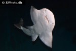 rhina ancylostoma rhina ancylostoma
