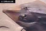 rhinobatos rhinobatos rhinobatos rhinobatos