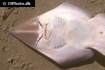 rhinobatos rhinobatos rhinobatos rhinobatos