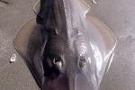 rhinobatos rhinobatos rhinobatos rhinobatos