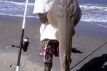 rhinobatos rhinobatos rhinobatos rhinobatos