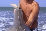 rhinobatos rhinobatos rhinobatos rhinobatos