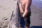 rhinobatos rhinobatos rhinobatos rhinobatos
