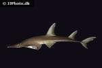 rhynchobatus australiae rhynchobatus australiae