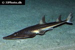 rhynchobatus djiddensis rhynchobatus djiddensis