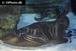 trygonorrhina fasciata trygonorrhina fasciata