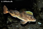 chelidonichthys lucerna chelidonichthys lucerna