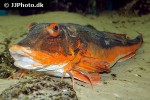 chelidonichthys lucerna chelidonichthys lucerna