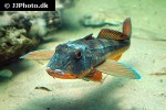chelidonichthys lucerna chelidonichthys lucerna