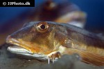 chelidonichthys lucerna chelidonichthys lucerna