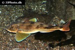 chelidonichthys lucerna chelidonichthys lucerna