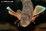 chelidonichthys lucerna chelidonichthys lucerna