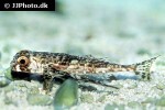 dactylopterus volitans dactylopterus volitans