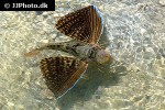 dactylopterus volitans dactylopterus volitans