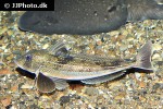 eutrigla gurnardus eutrigla gurnardus