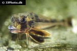eutrigla gurnardus eutrigla gurnardus