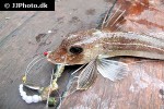 eutrigla gurnardus eutrigla gurnardus