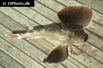 prionotus evolans prionotus evolans