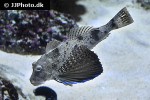 prionotus punctatus prionotus punctatus