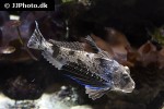 prionotus punctatus prionotus punctatus