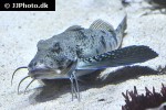 prionotus punctatus prionotus punctatus