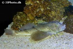 prionotus scitulus prionotus scitulus