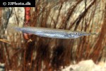 dermogenys collettei dermogenys collettei