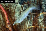 dermogenys collettei dermogenys collettei