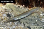 dermogenys collettei dermogenys collettei