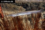 dermogenys collettei dermogenys collettei