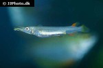 dermogenys pusilla dermogenys pusilla