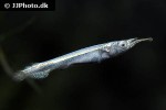 dermogenys pusilla silver dermogenys pusilla silver