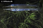 dermogenys siamensis dermogenys siamensis
