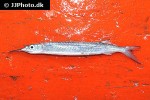hemiramphus lutkei hemiramphus lutkei