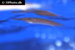 hemirhamphodon kapuasensis hemirhamphodon kapuasensis