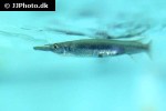 hemirhamphodon pogonognathus hemirhamphodon pogonognathus