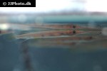 hemirhamphodon pogonognathus hemirhamphodon pogonognathus