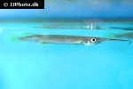 hemirhamphodon pogonognathus hemirhamphodon pogonognathus