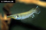 hemirhamphodon pogonognathus hemirhamphodon pogonognathus