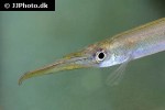 hemirhamphodon pogonognathus hemirhamphodon pogonognathus