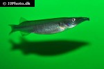 nomorhamphus brembachi nomorhamphus brembachi