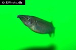 nomorhamphus brembachi nomorhamphus brembachi