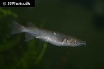 nomorhamphus celebensis nomorhamphus celebensis